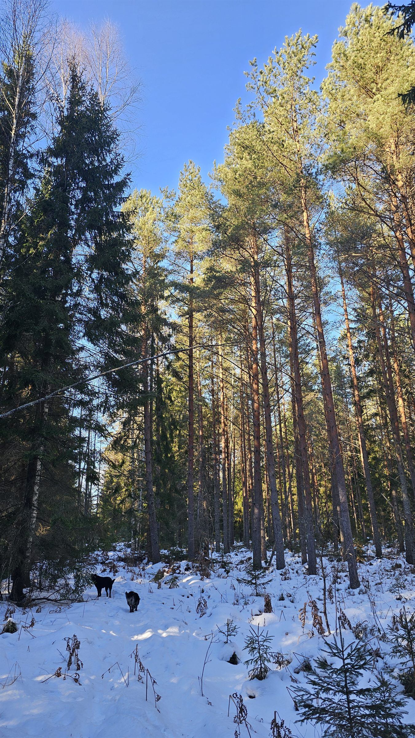 Лес зимой
