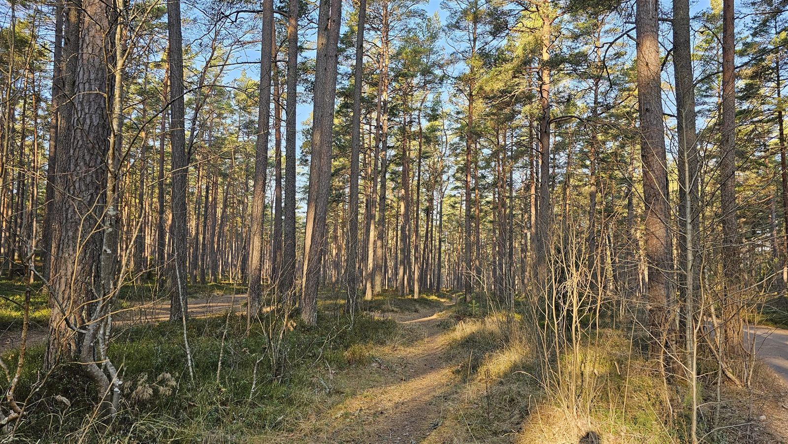 Тропа через лес
